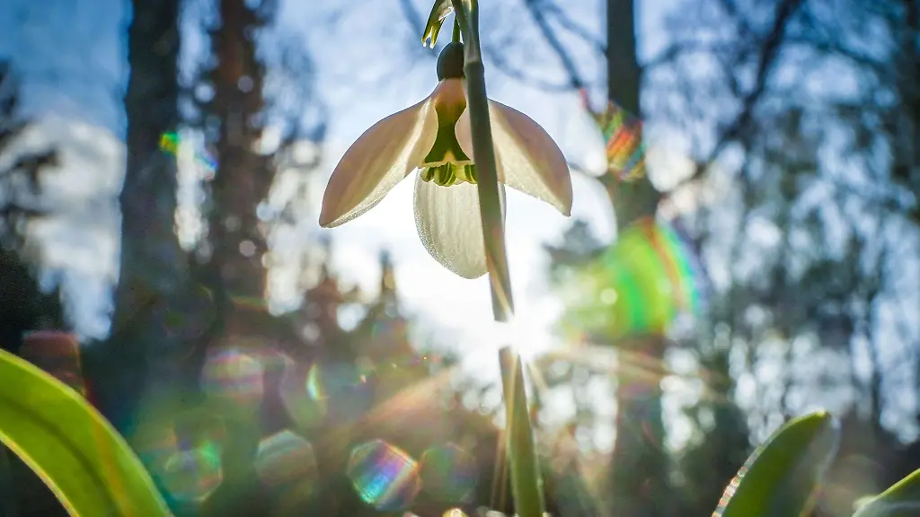 Ein-Schneegloeckchen-steht-auf-einer-Wiese-im-Gegenlicht-der-tief-stehenden-Nachmittagssonne