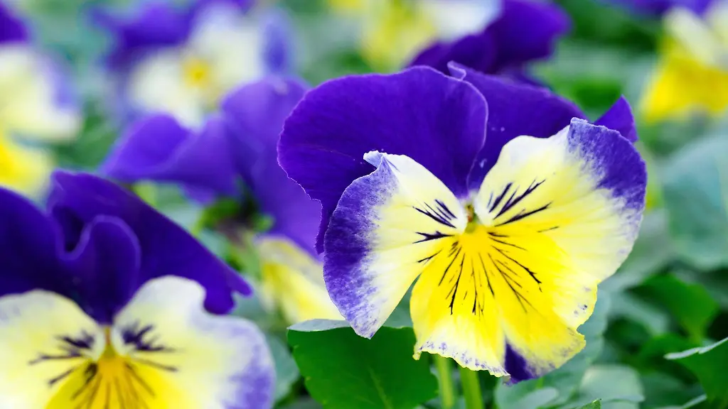 Stiefmuetterchen-viola-wittrockiana-bluehen-in-einem-Beet