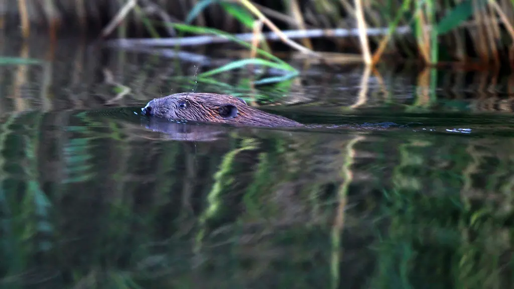 Ein-Biber-schwimmt-kurz-vor-Sonnenuntergang-durch-ein-Gewaesser