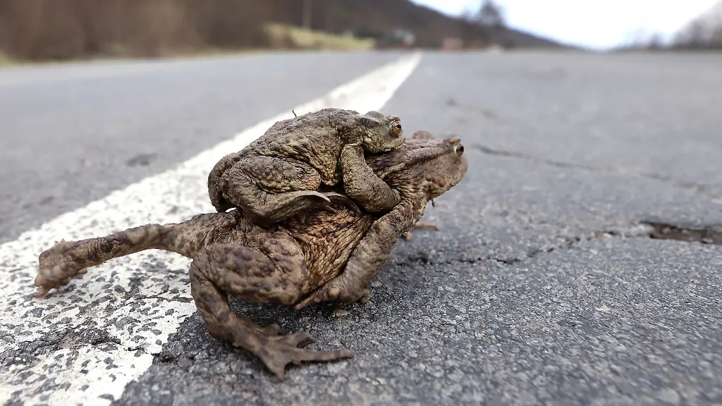 Eine-Kroete-sitzt-huckepack-auf-dem-Ruecken-einer-weiteren-Tieres-beide-ueberqueren-eine-Strasse