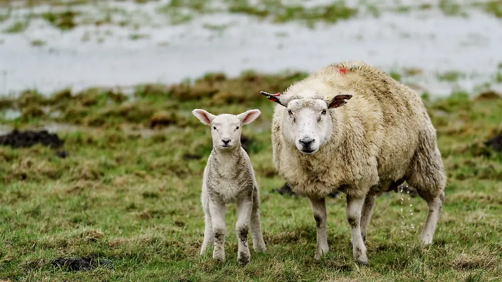 acf57a365349fe463183d264f602bbf7