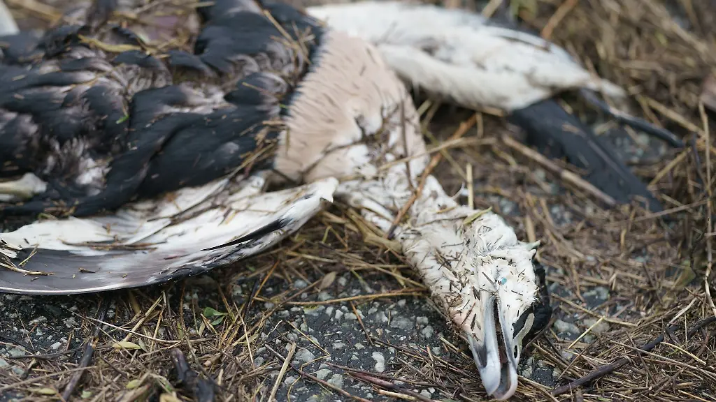 Eine-Eiderente-liegt-tot-auf-dem-Boden