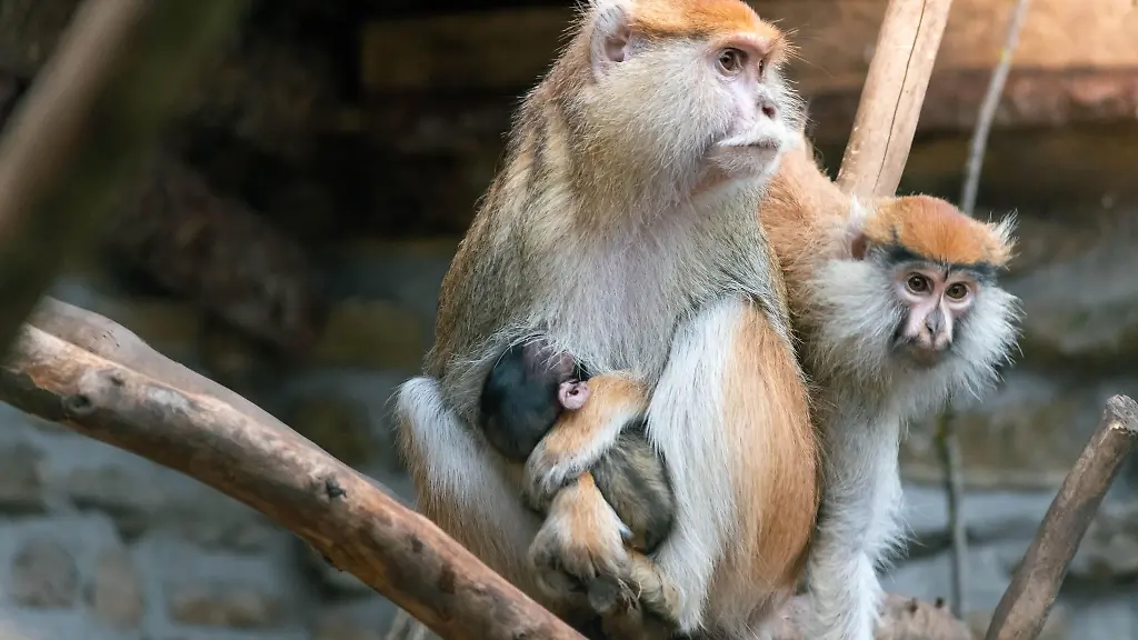Seit-etwas-mehr-als-einer-Woche-ist-ein-kleines-Husarenaffen-Junges-im-Tierpark-Gotha-zuhause