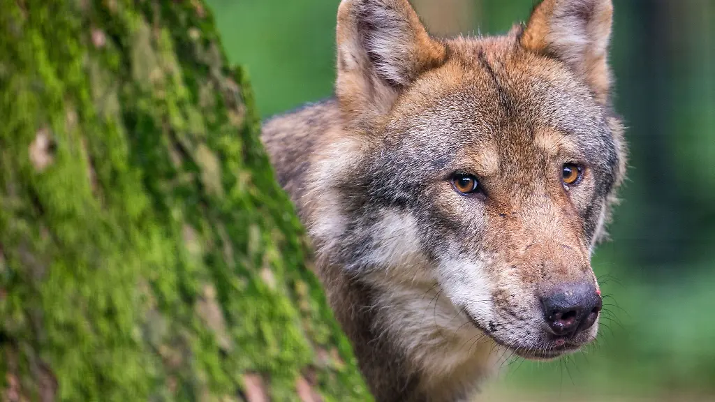Ein-Wolf-schaut-in-einem-Wildpark-hinter-einem-Baum-hervor