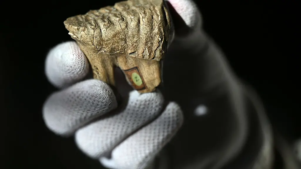 Der-Backenmilchzahn-eines-Mammut-wird-praesentiert