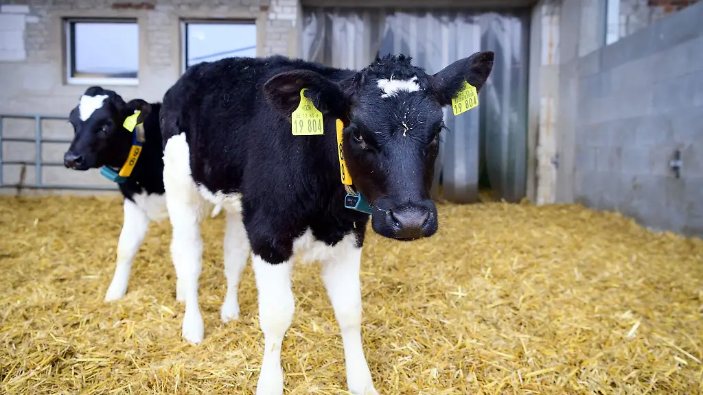 Kaelber-stehen-in-einem-offenen-Stall