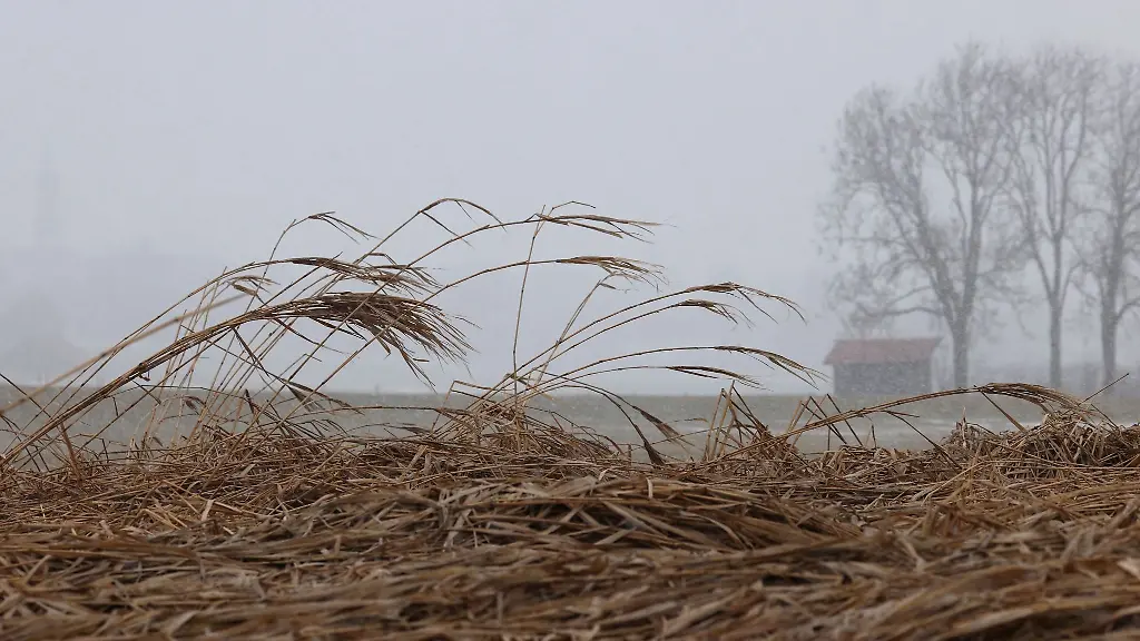 Schilf-wird-von-heftigem-Wind-bewegt