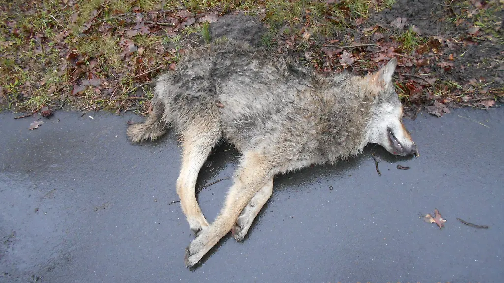 Ein-junger-Wolfsruede-liegt-tot-am-Strassenrand-der-Bundesstrasse-75-im-Landkreis-Harburg