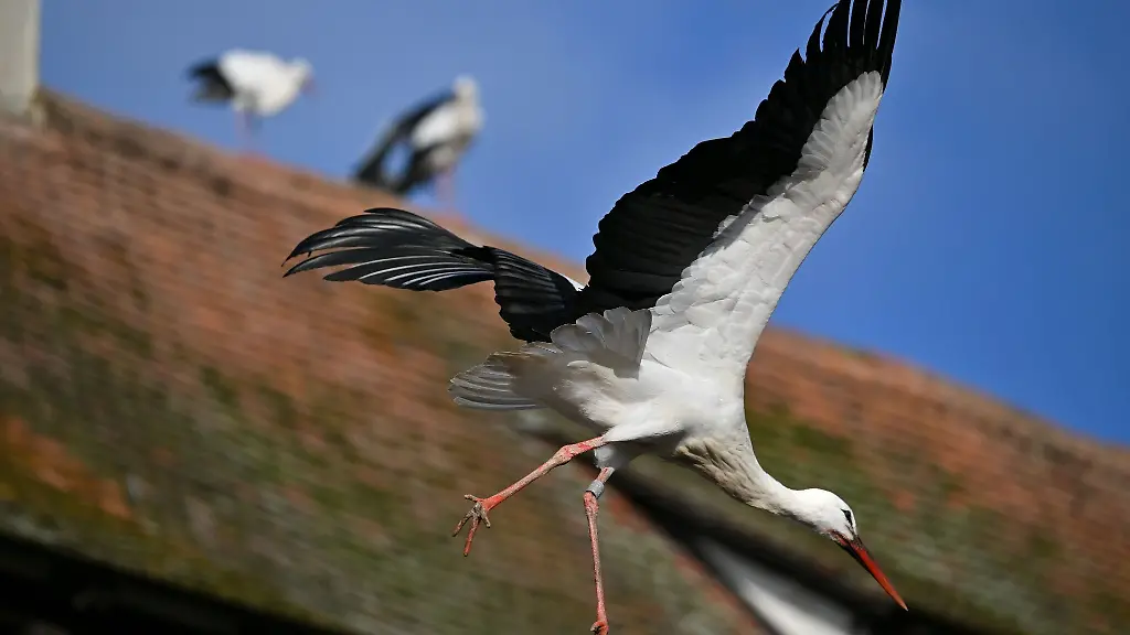 Ein-Storch-fliegt-vor-einem-Haus