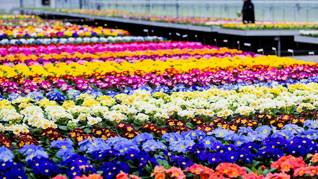 Primeln-bluehen-in-einem-Gewaechshaus