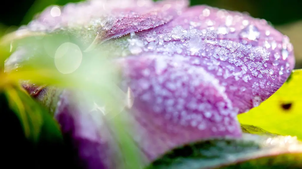 Die-Bluete-einer-Lenzrose