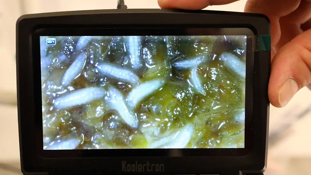 Larven-einer-Soldatenfliegenkolonie-sind-im-Leibniz-Institut-fuer-Nutztierbiologie-zu-sehen