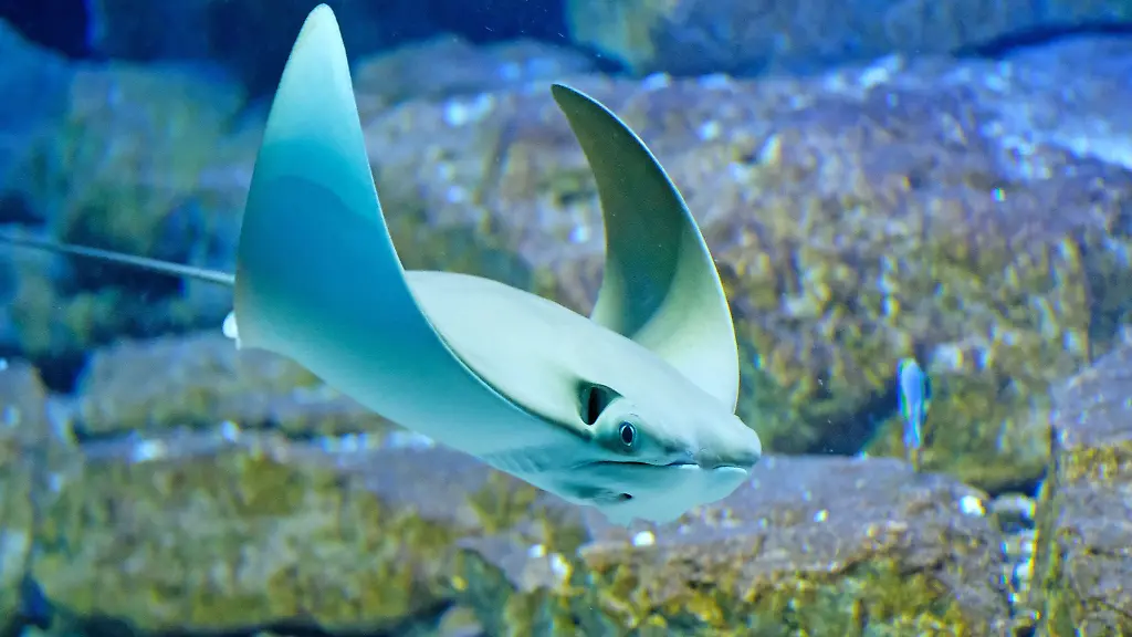 Ein-Oman-Kuhnasenrochen-schwimmt-in-einem-Becken-im-Aquarium-des-Zoo-Leipzig