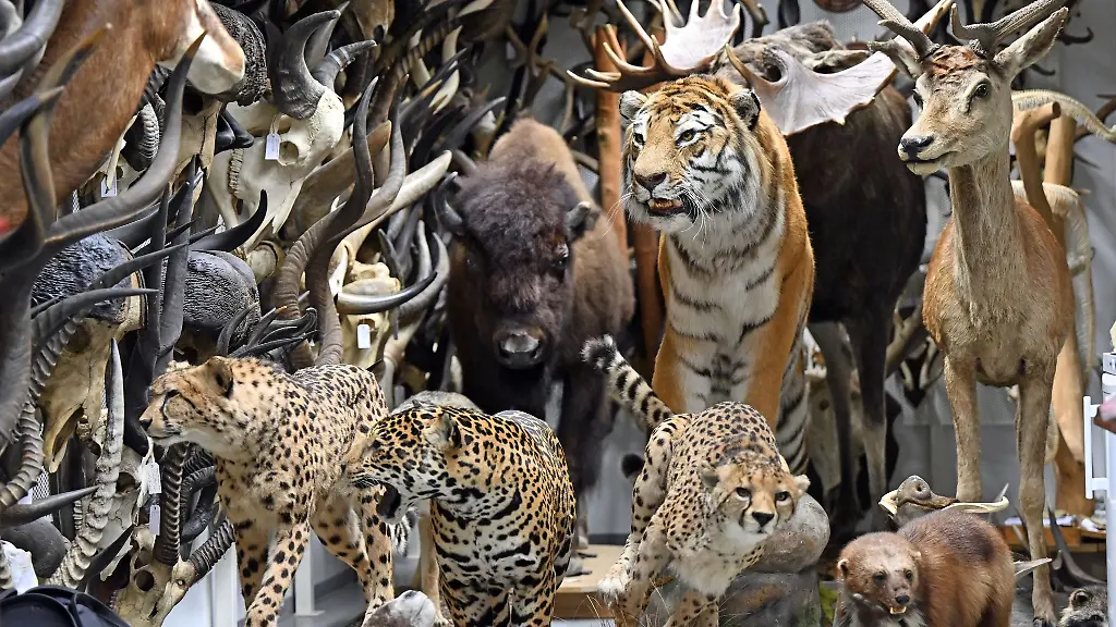 Praeparate-zahlreicher-Tiere-stehen-im-Depot-des-Naturkundemuseum