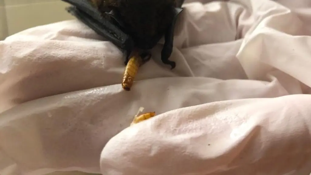Eine-Zwergfledermaus-wird-mit-einem-Mehlwurm-gefuettert