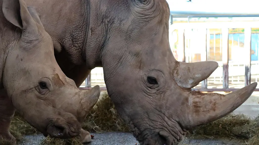 Nashornkuh-Marcita-steht-mit-Sohn-Tayo-v-in-ihrem-Gehege-im-Zoopark-Erfurt
