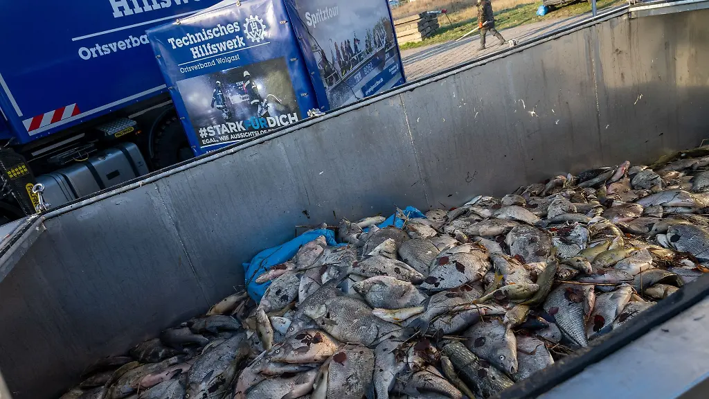 Gesammelte-tote-Fische-aus-dem-Kleinen-Jasmunder-Bodden-auf-der-Insel-Ruegen-liegen-in-einem-Container