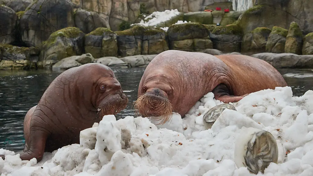 Walrosse-Fiete-l-und-Polosa-schauen-sich-im-aufgeschuetteten-Schnee-in-ihrem-Gehege-Eisbloecke-mit-gefrorenem-Fisch-an
