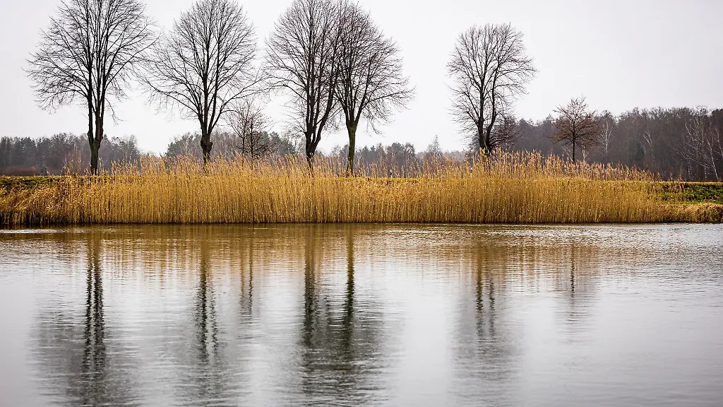 Baeume-spiegeln-sich-bei-truebem-Wetter-auf-der-Wasseroberflaeche-eines-Sees