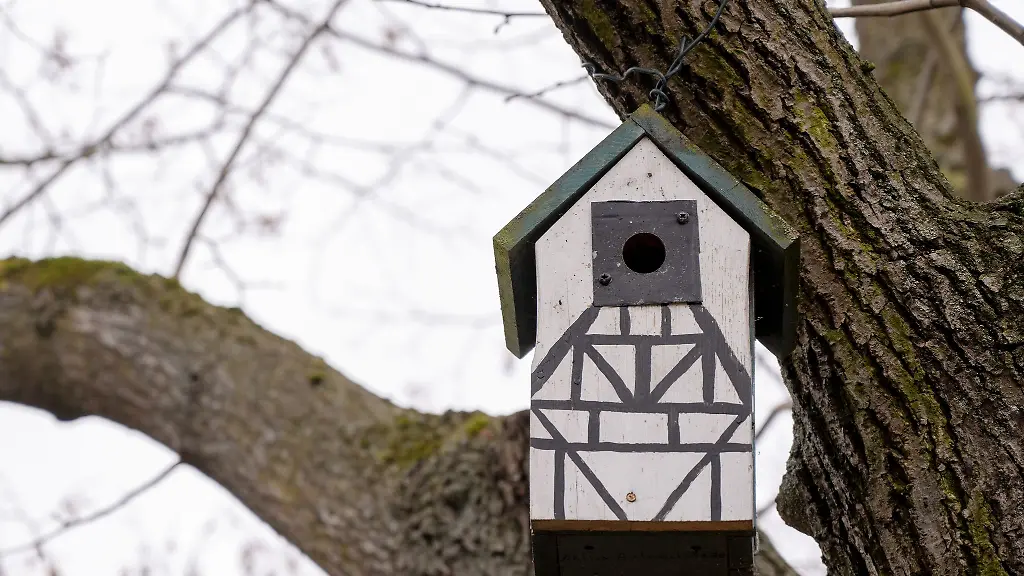 In-einem-Baum-in-Bodenheim-Kreis-Mainz-Bingen-haengt-ein-Nistkasten-der-wie-ein-Fachwerkhaus-gestaltet-wurde