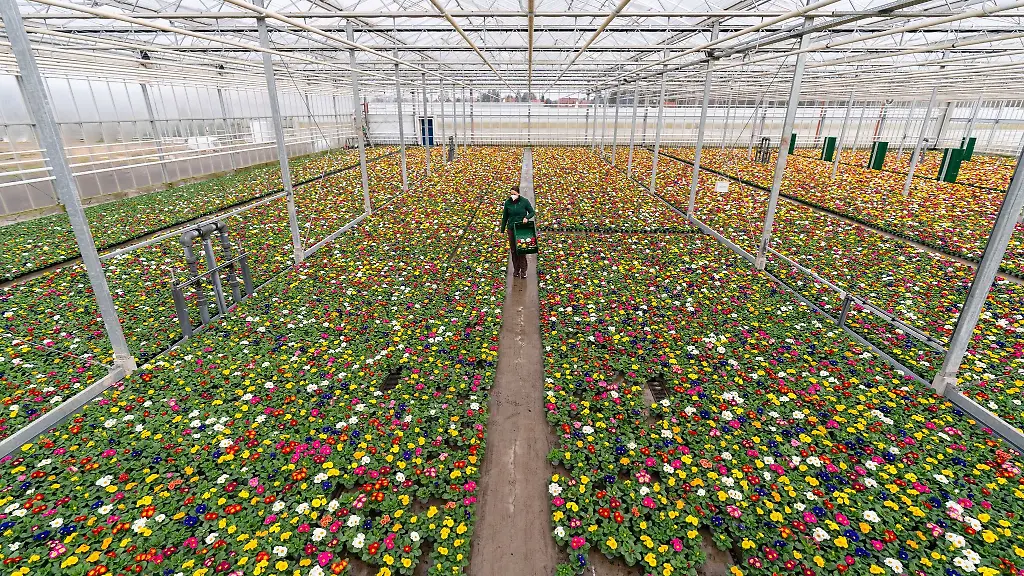 Die-Zierpflanzengaertnerin-Carina-Langhans-geht-durch-ein-mit-tausenden-von-Primeln-bedecktes-Gewaechshaus