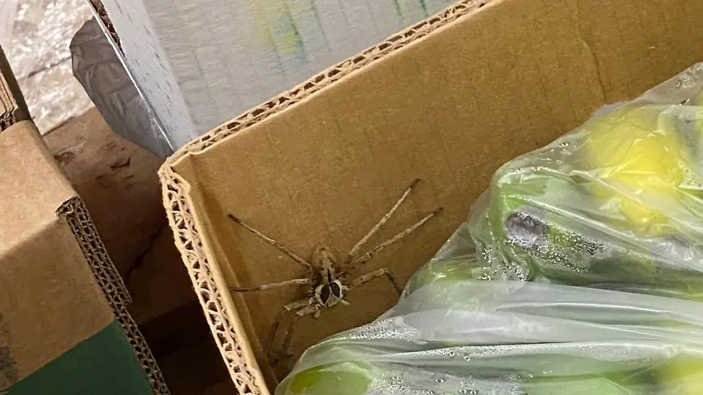 Eine-Warmhaus-Riesenkrabbenspinne-sitzt-in-einer-Banenenkiste-in-einem-Supermarkt-in-Krefeld