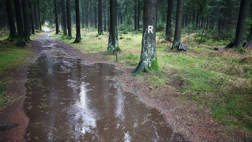 Regentropfen-troepfeln-in-eine-Pfuetze-im-Thueringer-Wald