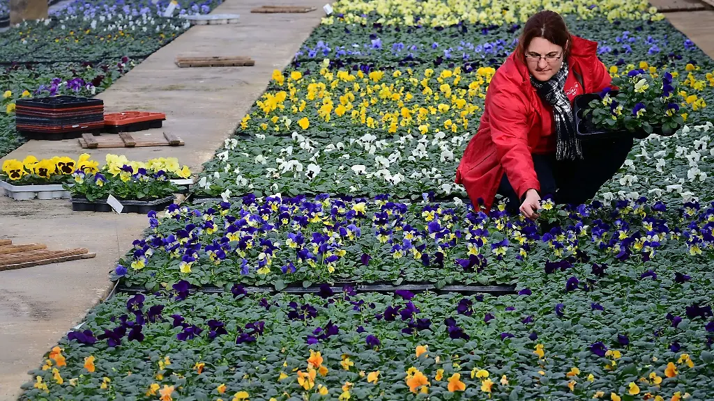 Zierpflanzengaertnerin-Christine-Branig-sortiert-in-einem-Gewaechshaus-Stiefmuetterchen