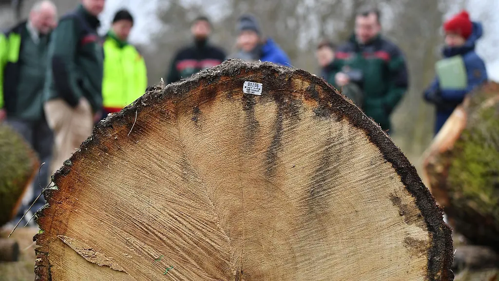 Forstleute-und-Journalisten-stehen-vor-einem-Eichenstamm-der-fuer-4607-Euro-versteigert-wurde