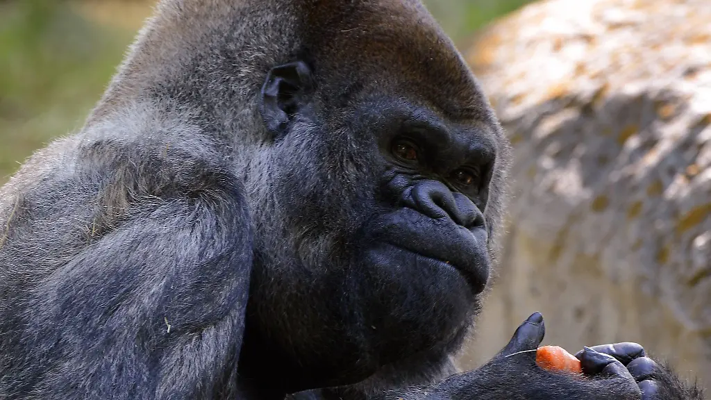 Ozzie-litt-bereits-in-den-vergangenen-Tagen-an-Appetitlosigkeit-und-Schwellungen-im-Gesicht