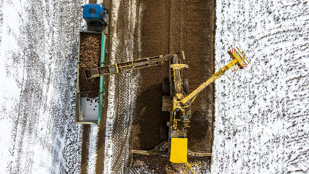 Geerntete-Zuckerrueben-werden-in-Geiselhoering-auf-einen-Lastwagen-geladen
