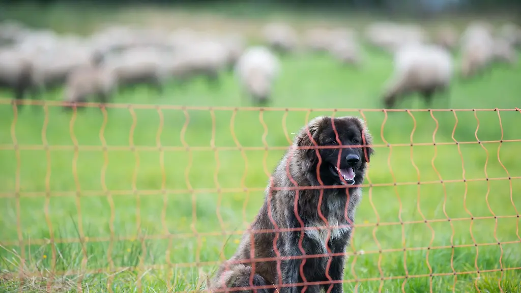 Ein-Herdenschutzhund-sitzt-auf-einer-Weide