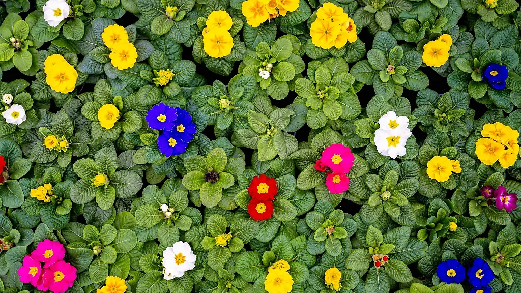 Primeln-bluehen-in-einem-der-Gewaechshaeuser-des-Gartenbauunternehmens-Silze