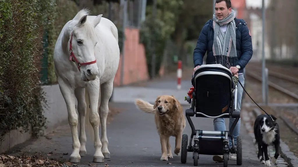Die-Araberstute-Jenny-ist-durch-ihre-Spaziergaenge-bekannt