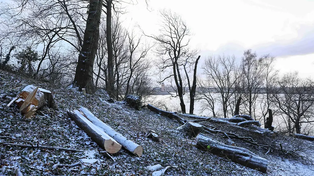 Mitarbeiter-eines-Garten-und-Landschaftsbetriebs-zerlegen-Baeume-im-Hindenburgpark-an-der-Elbe