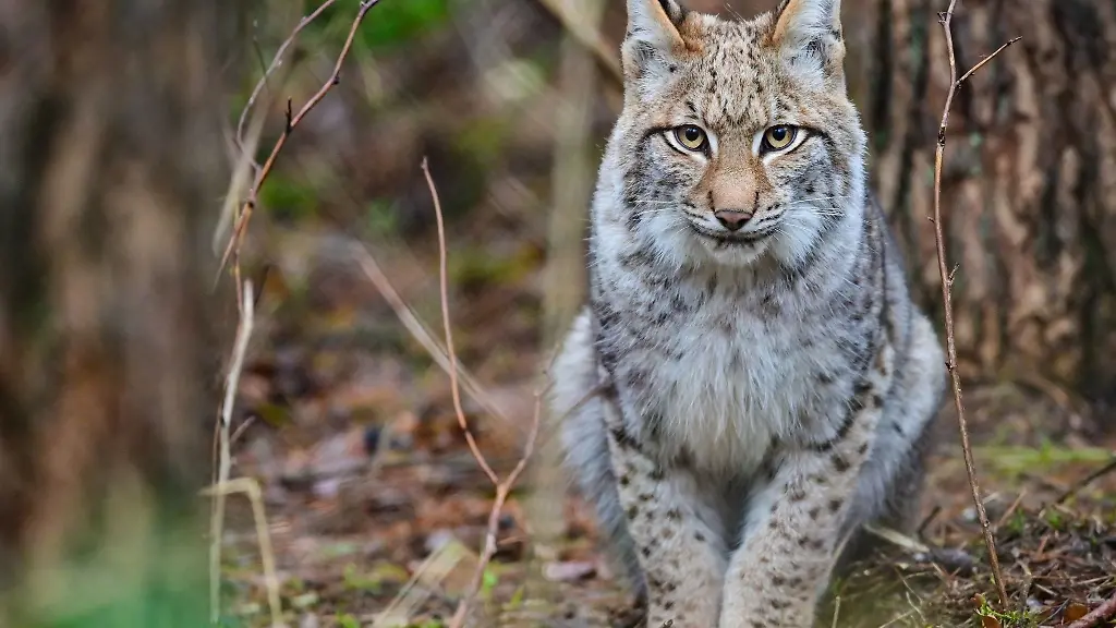 Der-sechs-Monate-alte-Luchs-Ludwig-wartet-in-seinem-Gehege-im-Wildpark-Schorfheide-in-Brandenburg-auf-die-Fuetterung