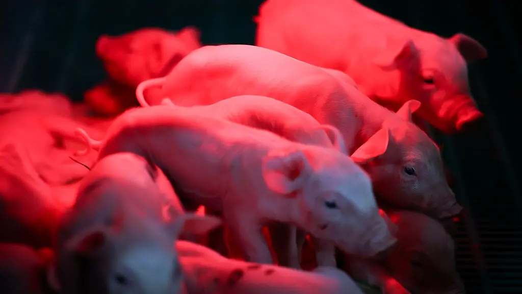 Junge-Ferkel-stehen-unter-einer-Waermelampe