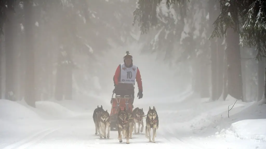 Ein-Schlittenhundegespann-ist-beim-Schlittenhunderennen-im-Thueringer-Wald-unterwegs