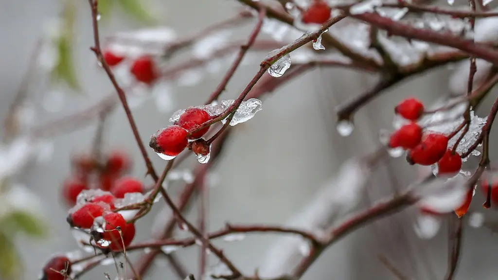 Hagebutten-an-einem-Strauch-sind-mit-Schnee-und-Eis-ueberzogen