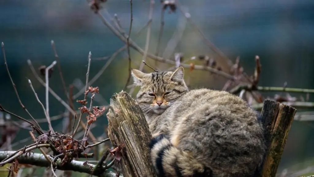 Eine-Wildkatze-schlaeft-in-ihrem-Gehege-in-einem-Tierpark-zwischen-Aesten