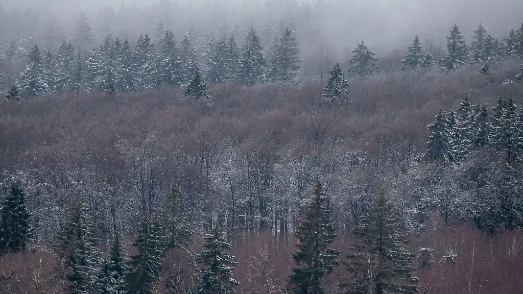 Leichter-Schnee-bedeckt-die-Baeume-im-Nationalpark
