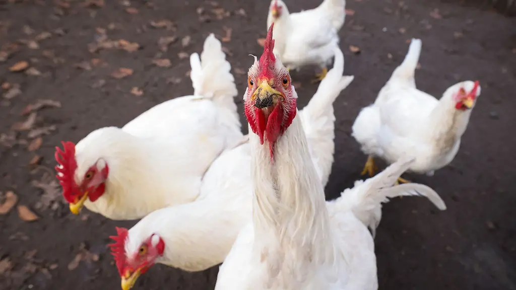 Huehner-sind-in-einem-Gehege-unterwegs
