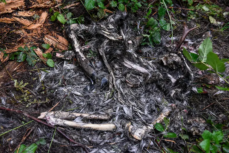 2022-01-10T140118Z-165950981-RC2RFR9J8LJG-RTRMADP-3-USA-WILDLIFE-COUGARS