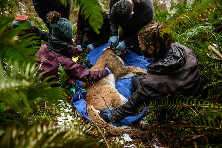 2022-01-10T140111Z-1445615976-RC2HER9GVSPE-RTRMADP-3-USA-WILDLIFE-COUGARS