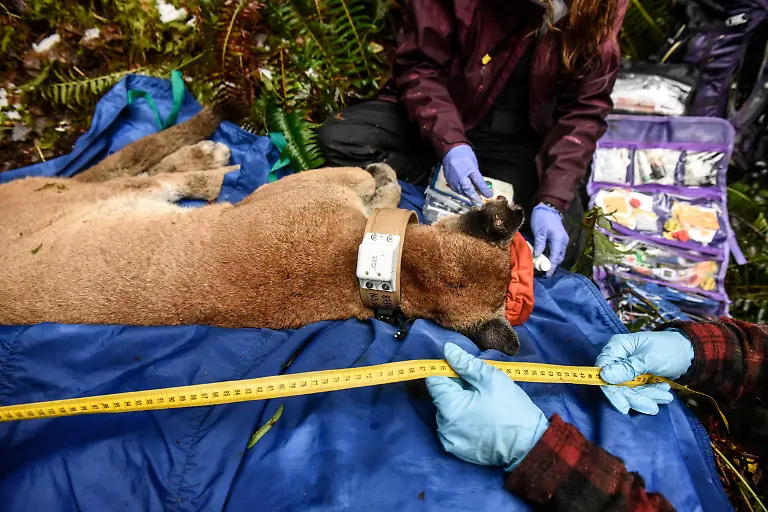 2022-01-10T140114Z-611588832-RC2HER9ZUOVK-RTRMADP-3-USA-WILDLIFE-COUGARS