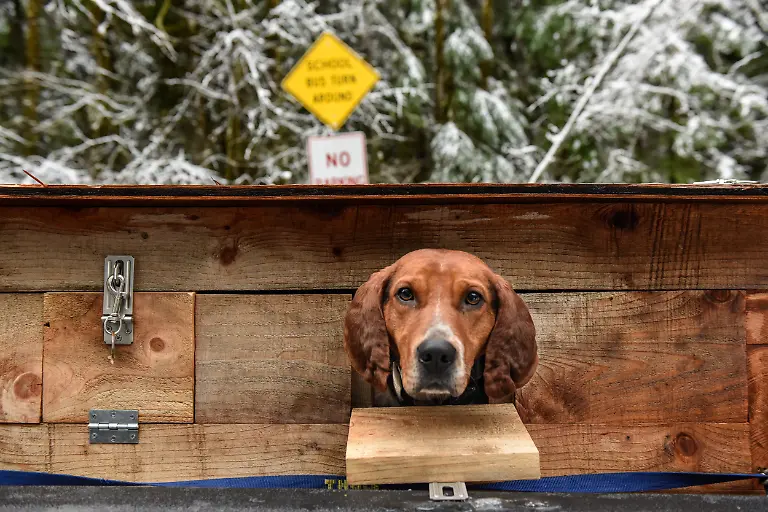 2022-01-10T140100Z-2036543542-RC2ODR94SZO9-RTRMADP-3-USA-WILDLIFE-COUGARS