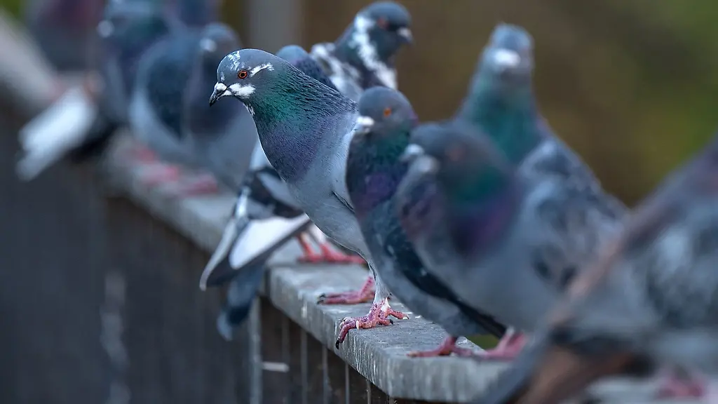 Zahlreiche-Tauben-sitzen-auf-einem-Brueckengelaender