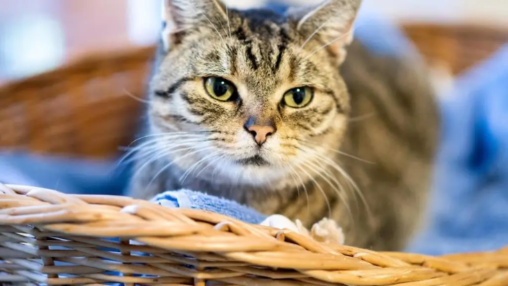 Ein-Kater-sitzt-in-einem-Korb-in-einem-Tierheim