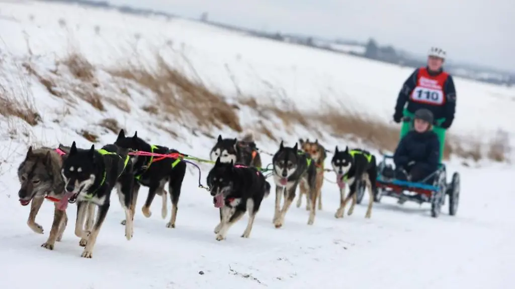 Schlittenhunde-rennen-ueber-das-Gelaende-der-Westernstadt-Pullman-City