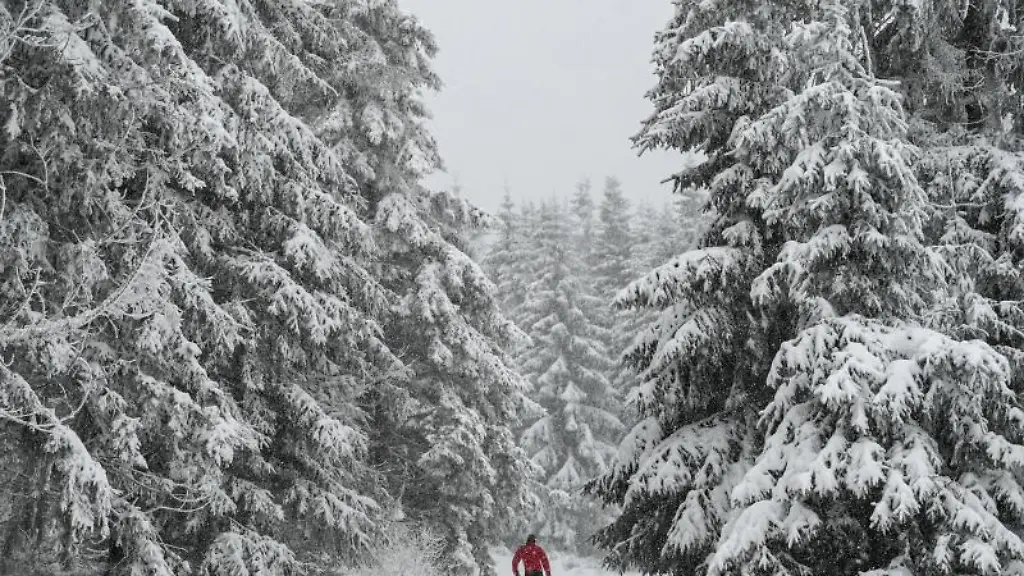 Ein-Langlaeufer-ist-am-Rennsteig-in-Oberhof-unterwegs
